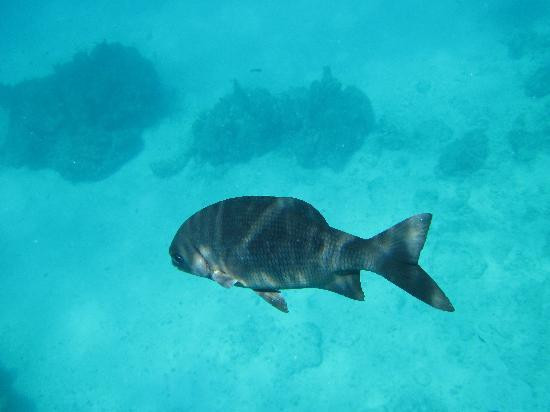 Dolphin Discovery Cozumel景点图片
