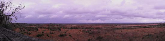 Paynes Prairie Preserve State Park景点图片