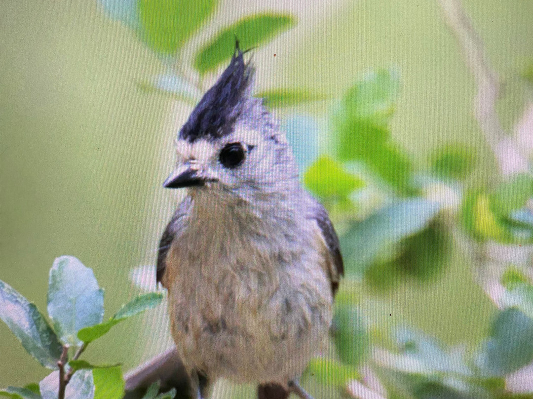 Hugh Ramsey Nature Park-Harlingen必去景点