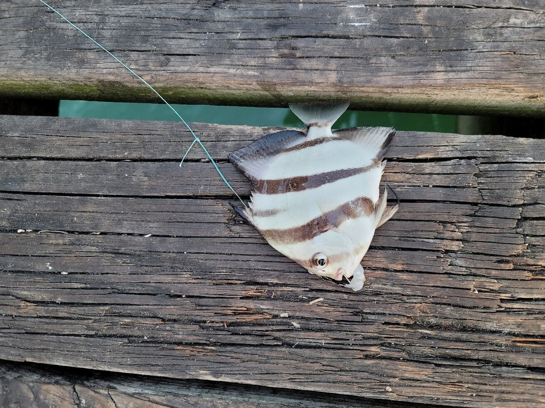 Galveston's 61st Street Fishing Pier-盖维斯顿必去景点
