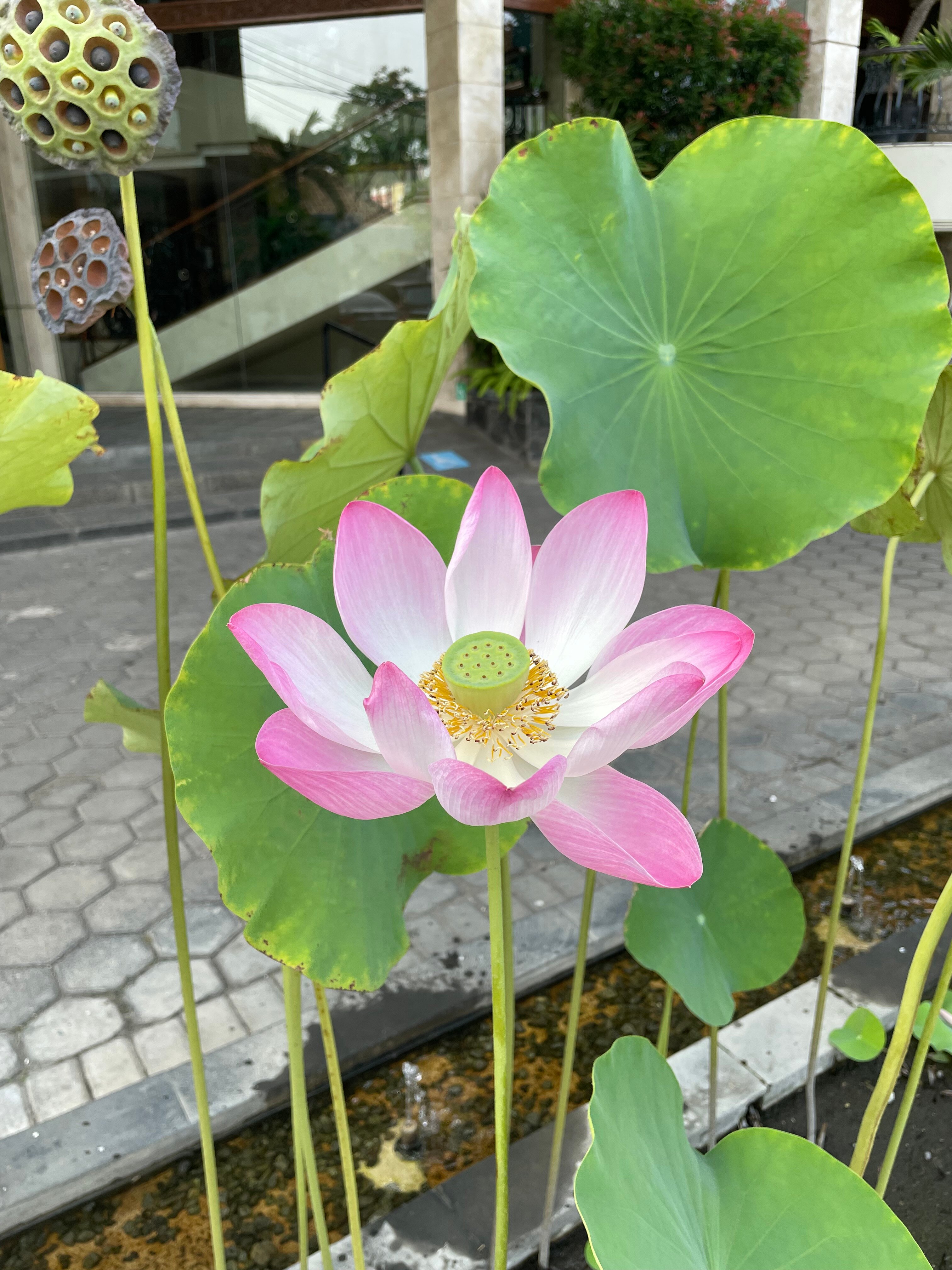 本塔尼酒店-浴室