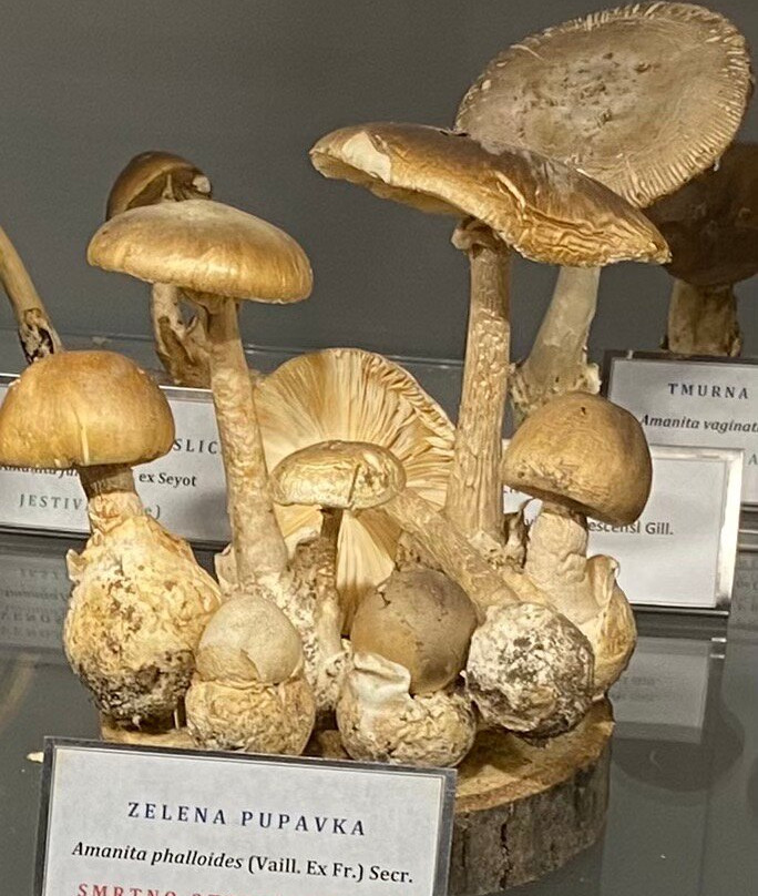 Mushroom Museum景点图片