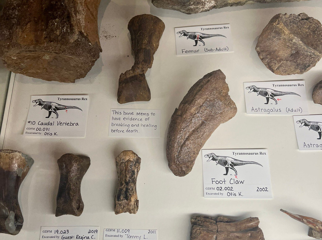 Glendive Dinosaur & Fossil Museum-Glendive必去景点