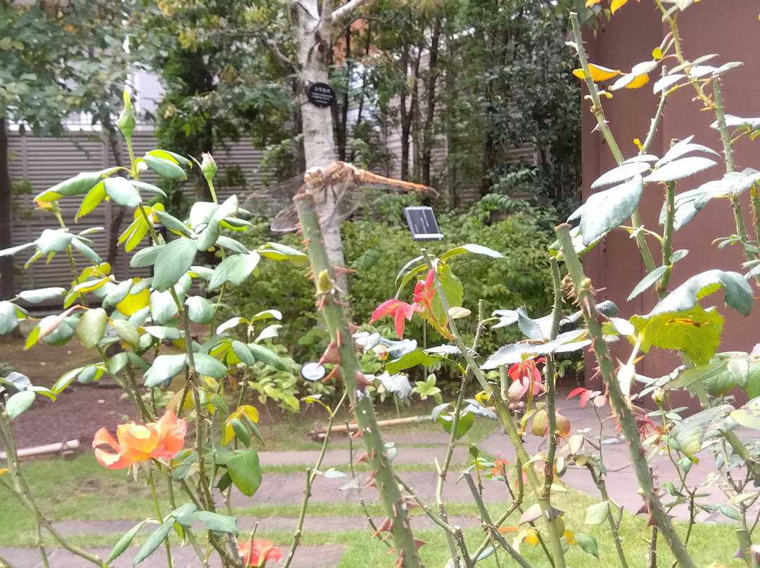 Nemunoki Garden-品川区必去景点