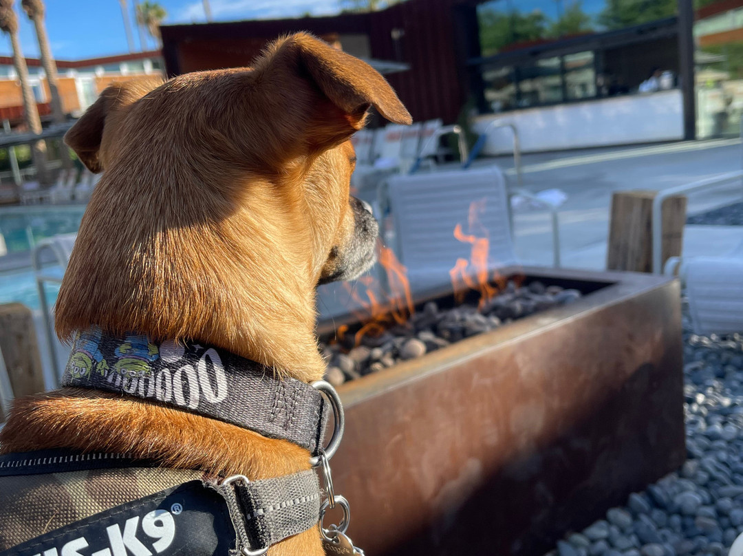 ARRIVE Palm Springs主图