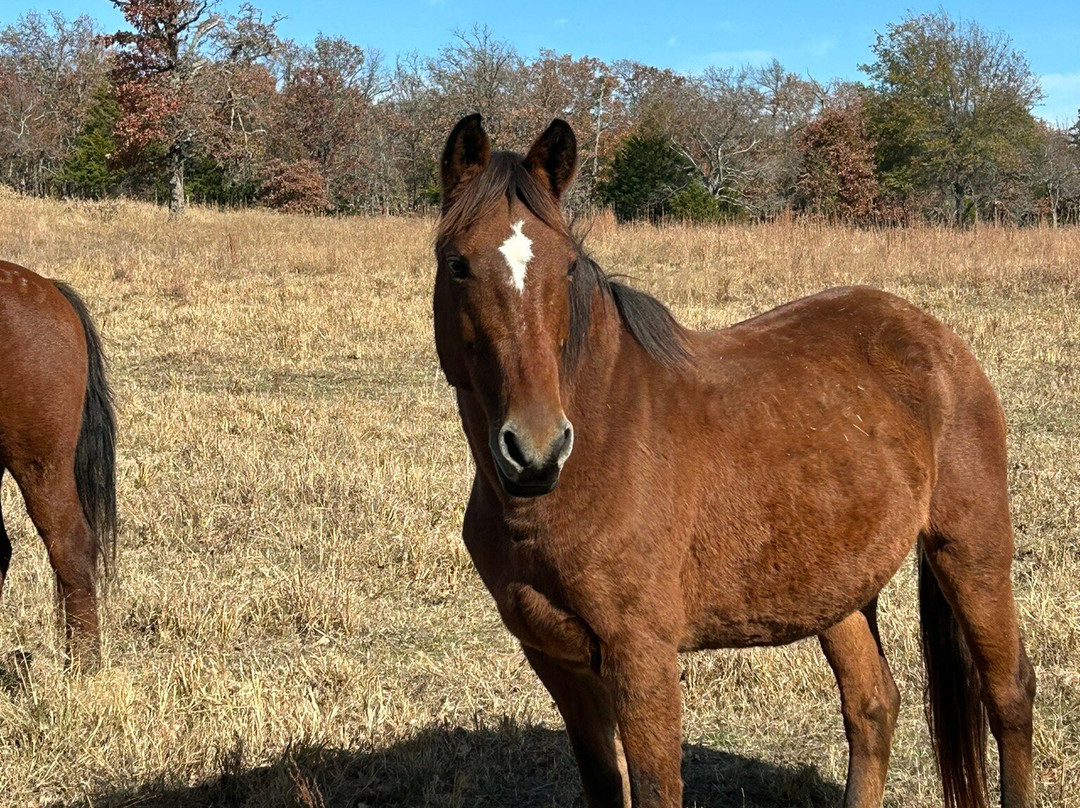 Mowdy Ranch-Coalgate必去景点