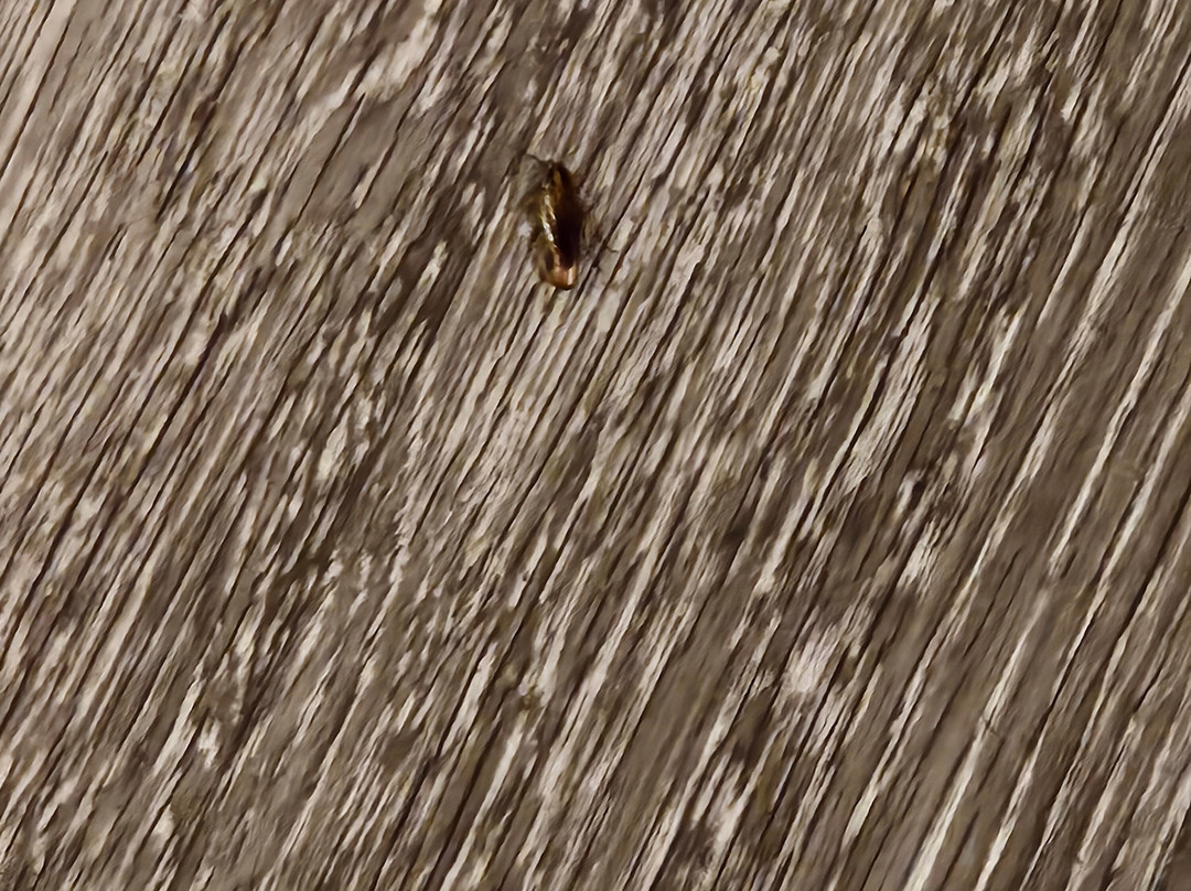 Days Inn by Wyndham Salem主图