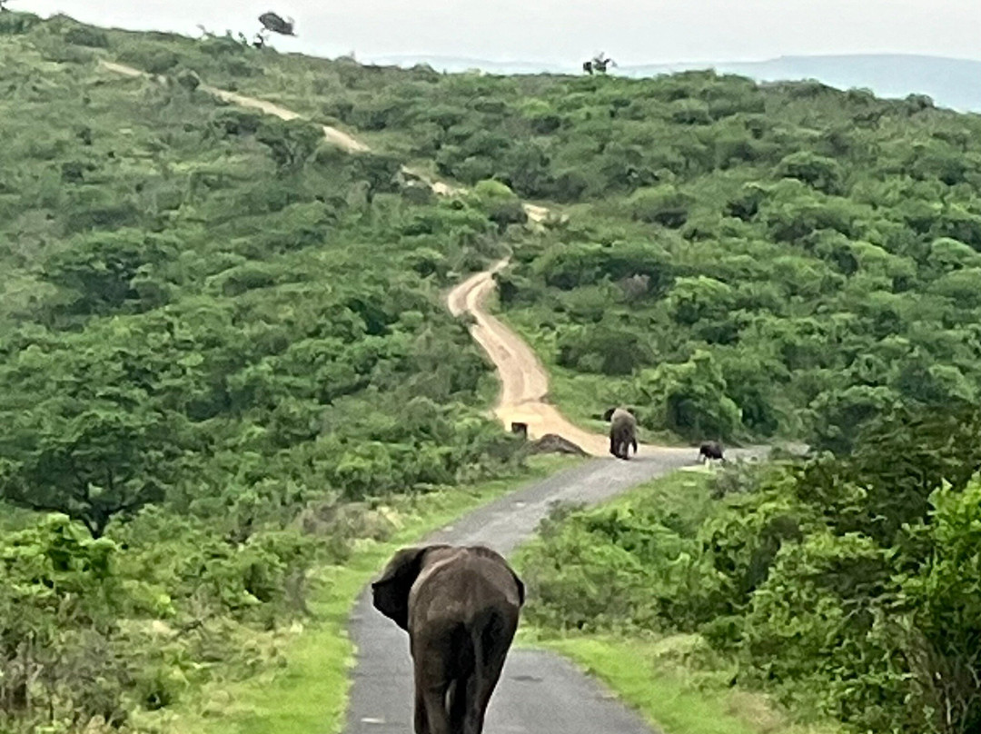 Durban Safaris and Tours景点图片