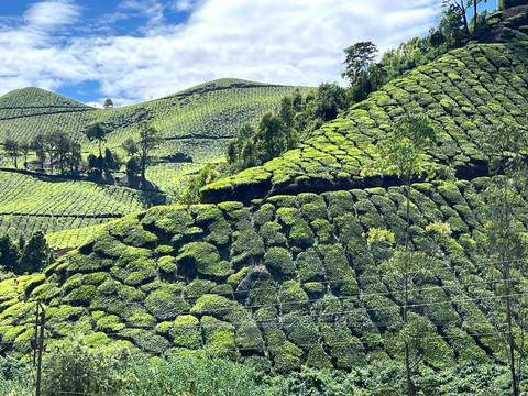 Munnar Valley Trekking & Tours-慕那尔必去景点