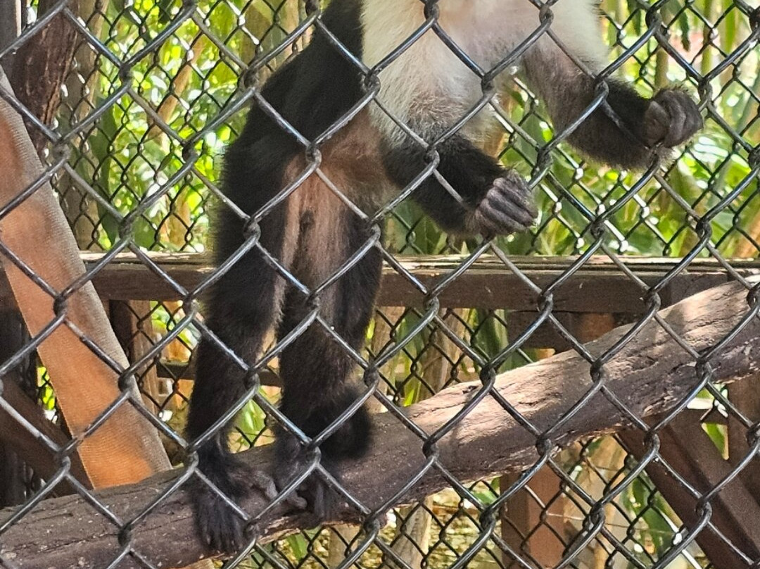 Treetop Trekking Miami-迈阿密必去景点