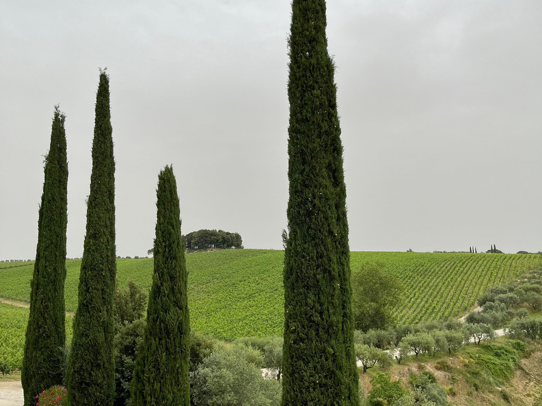 Tolaini Winery景点图片