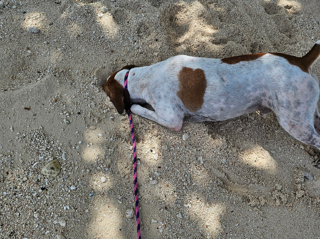 Cayman Islands Humane Society景点图片