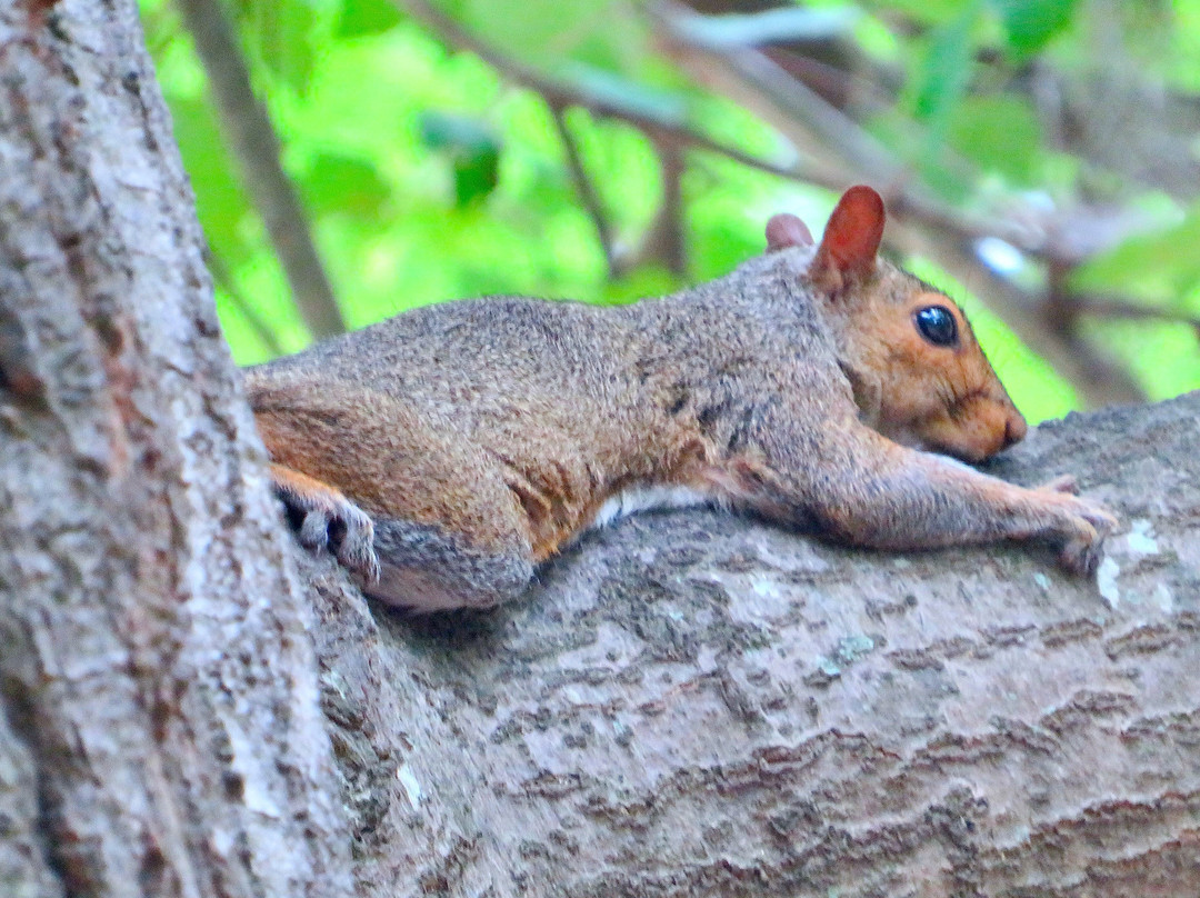 Timrod Park-佛罗伦萨必去景点