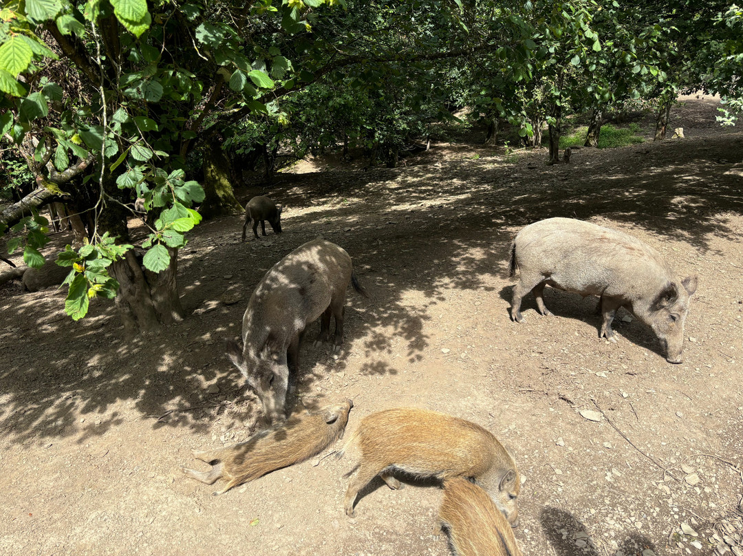 Wild- und Freizeitpark Klotten Cochem景点图片