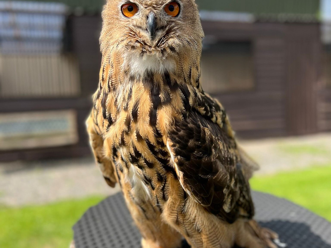 Mere Down Falconry景点图片