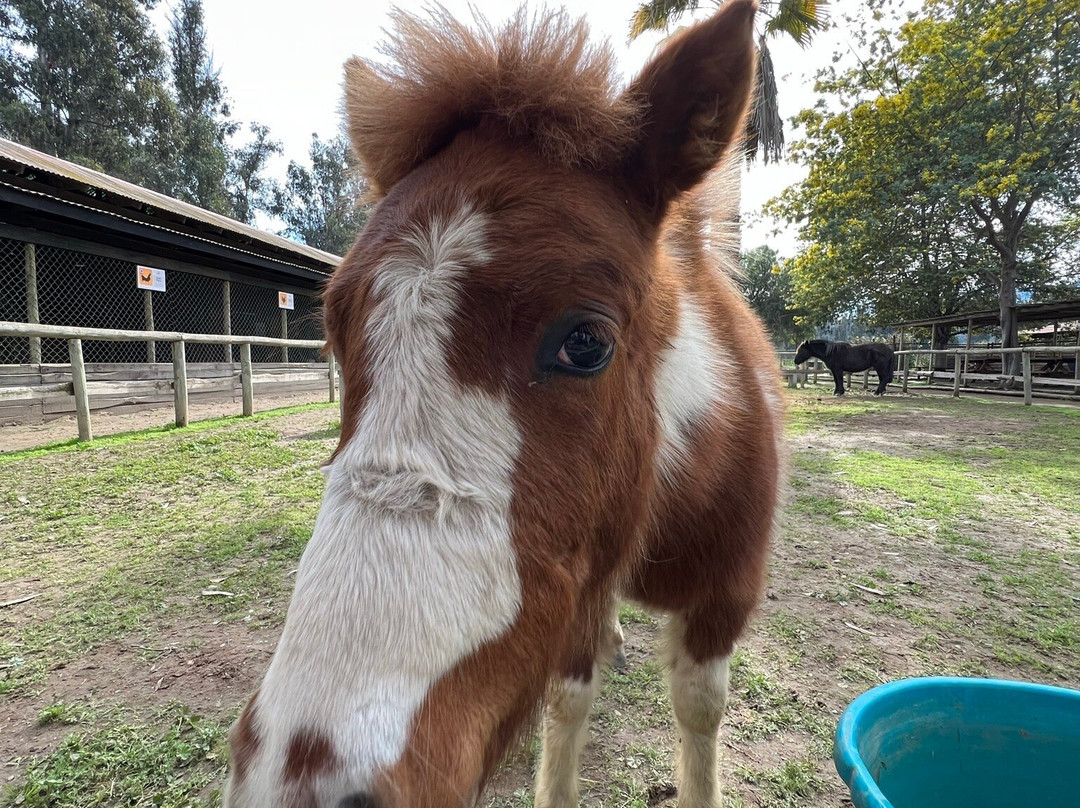 Campo Educativo-Concon必去景点