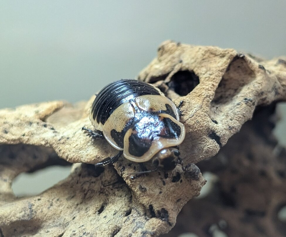 Insectarium de Lizio-Lizio必去景点