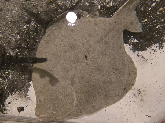 Føroya Sjósavn-Argir必去景点