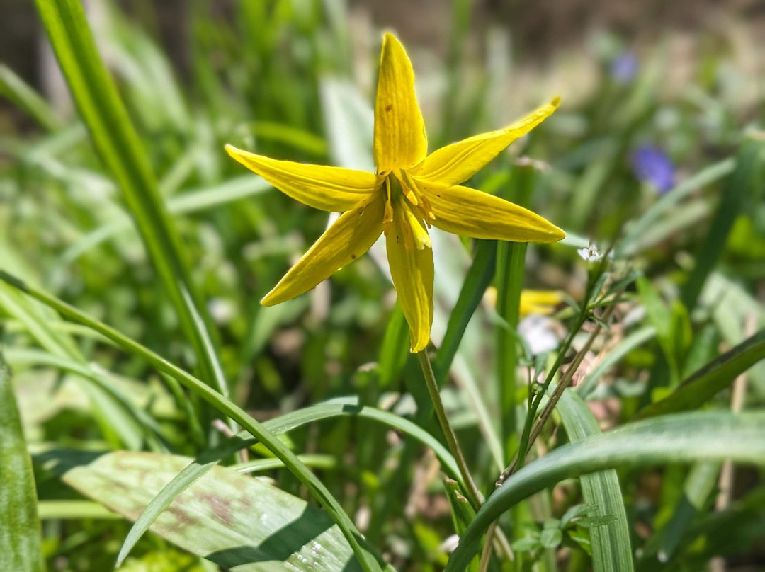 The Inn at Solvang主图