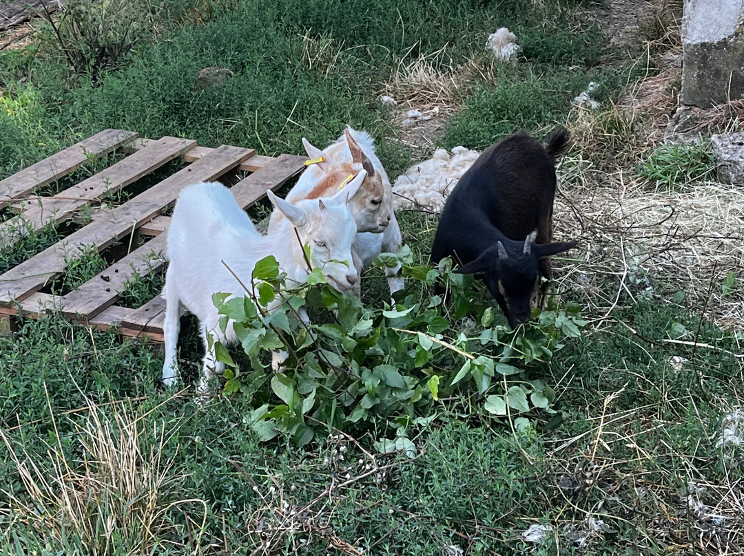 Family Ecolodge主图