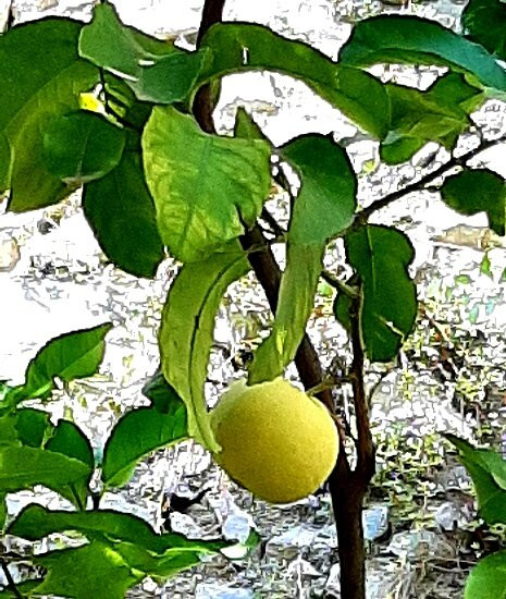 Limonaia Pra dela Fam景点图片
