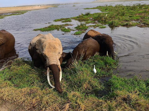 Natural World Kenya Safaris - Diani-迪亚尼必去景点