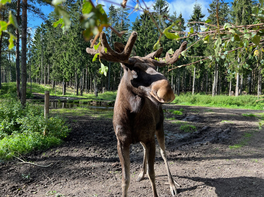 Dalslands Moose Ranch景点图片