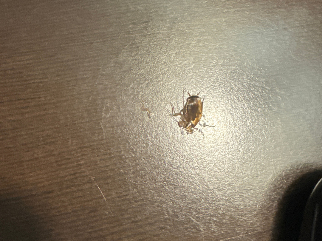 Holiday Inn Express & Suites Havelock Nw-new Bern By IHG主图