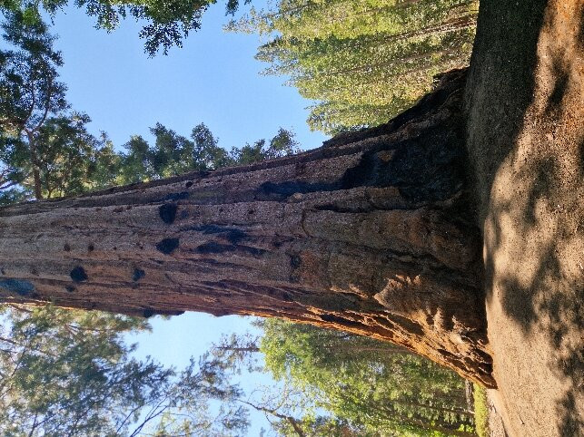 Trail of 100 Giants-波特维尔必去景点