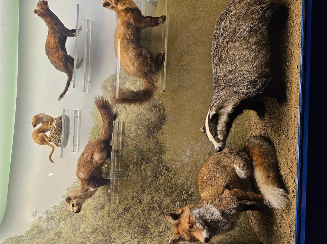 Museo di Storia Naturale della Maremma景点图片