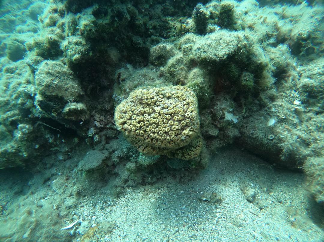 Argonauta Diving Resort景点图片