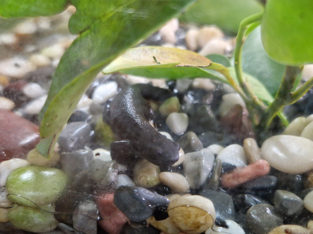 Brooklands Zoo-新普利默斯必去景点