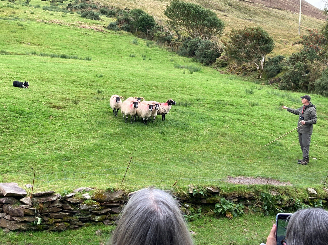 Kells Sheep Centre-Kells必去景点