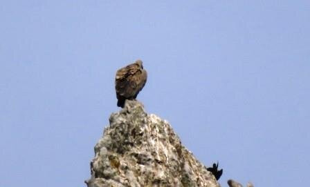 Birding Tarifa景点图片
