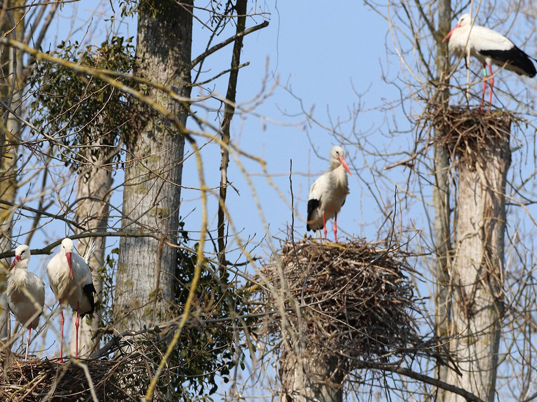 Reserve Naturelle Nationale de l'Estuaire de la Seine景点图片