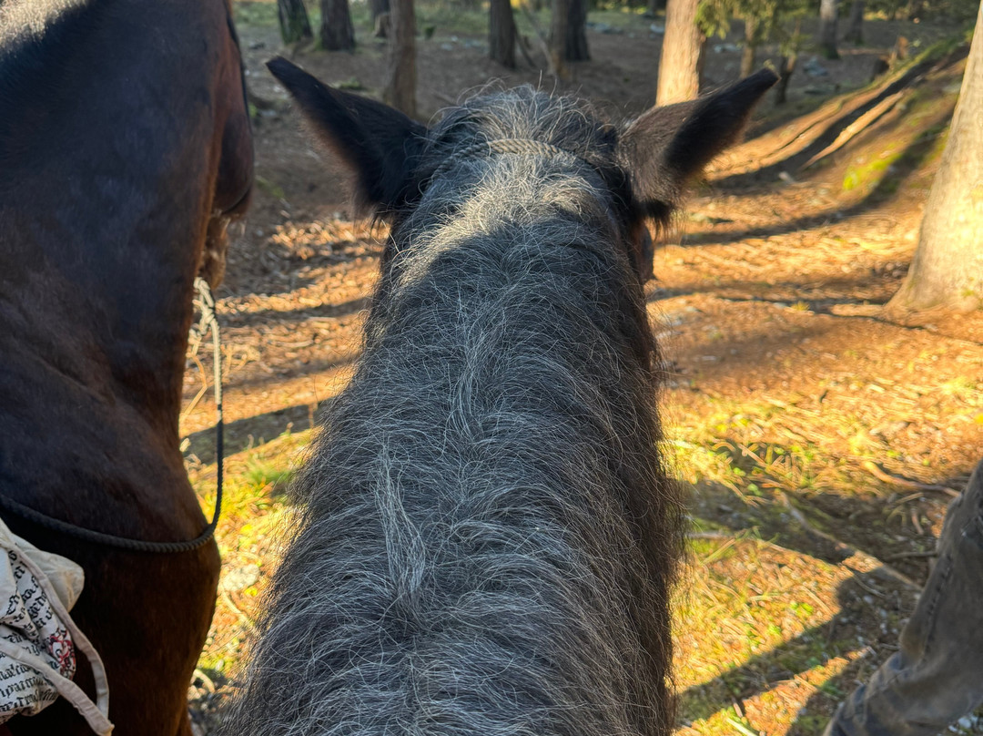 Fearless Horsemanship-Gotzens必去景点