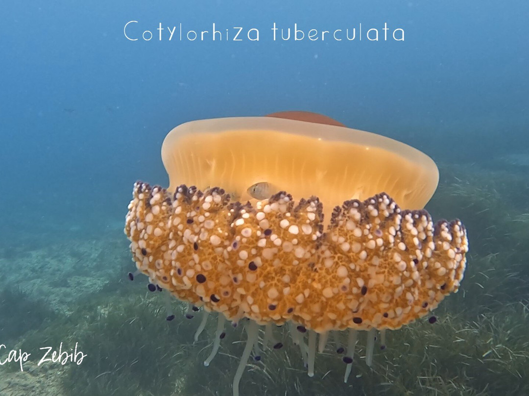 Mouja Diving Club-比塞大必去景点