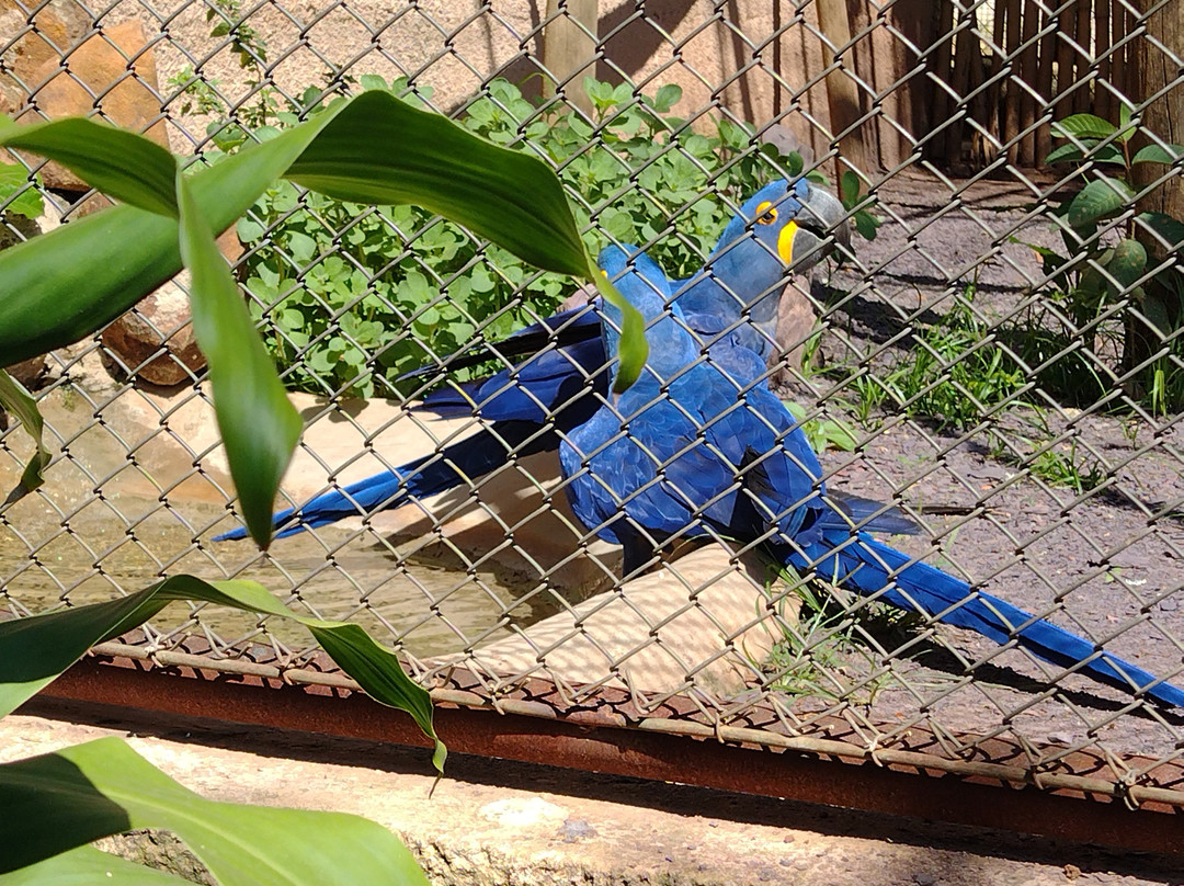 Zoologico Municipal de Piracicaba景点图片