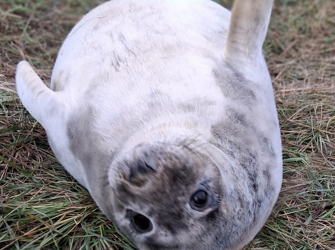 Donna Nook Nature Reserve景点图片