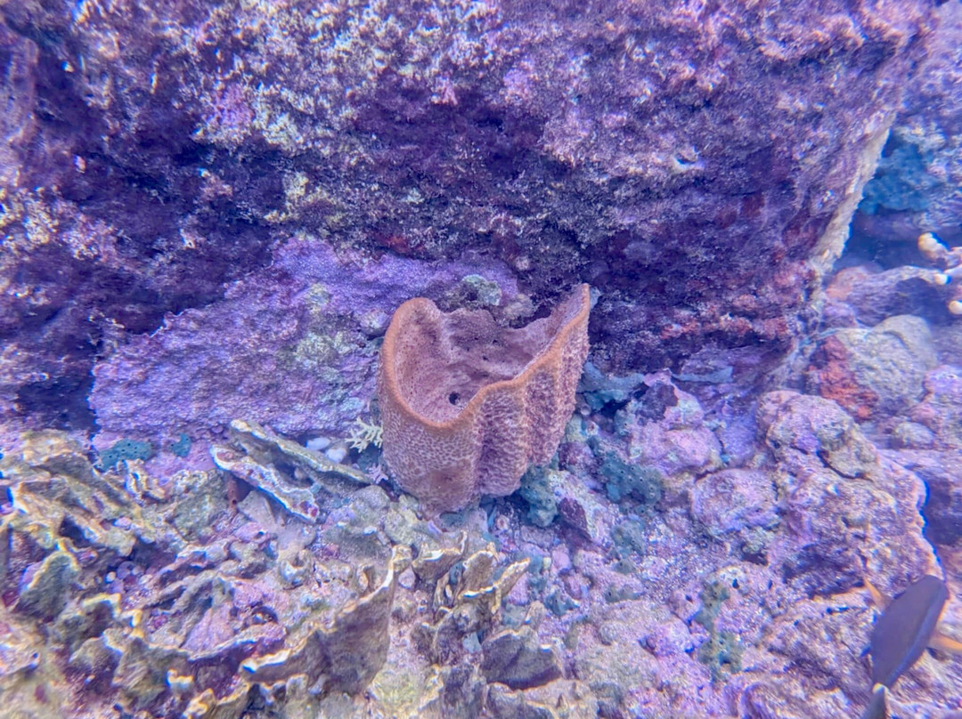 Eco Dive-St. George's必去景点