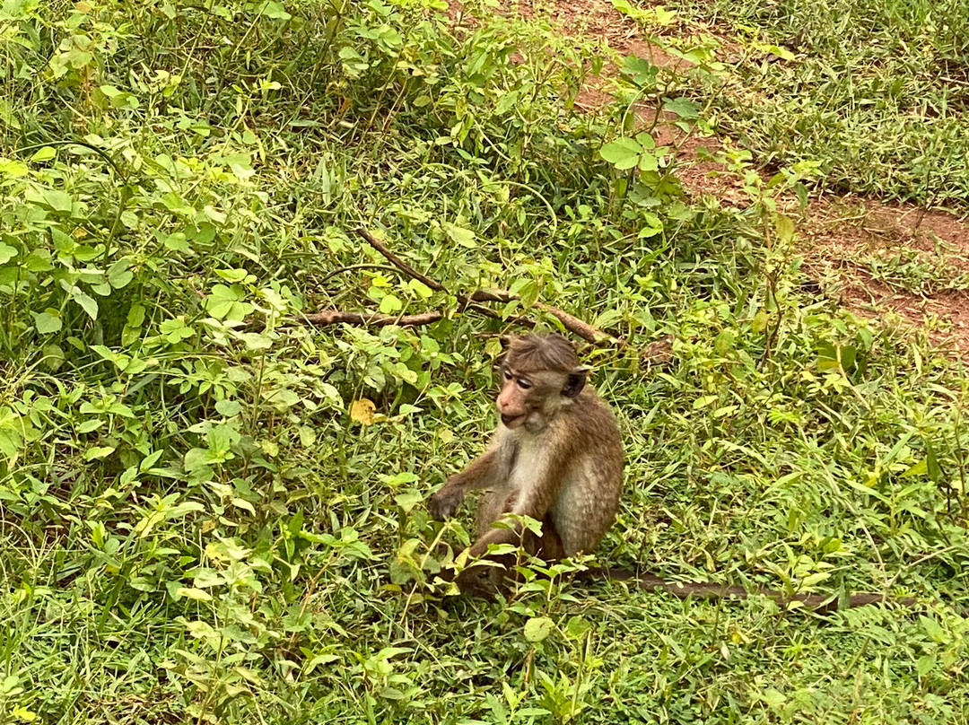 Sudath Safari and Tours Sri Lanka-锡吉里亚必去景点