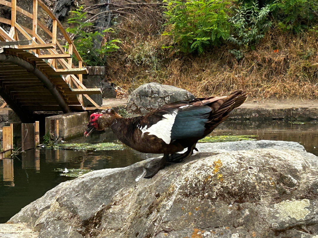 Jardín Botanico Nacional-比尼亚德尔马必去景点