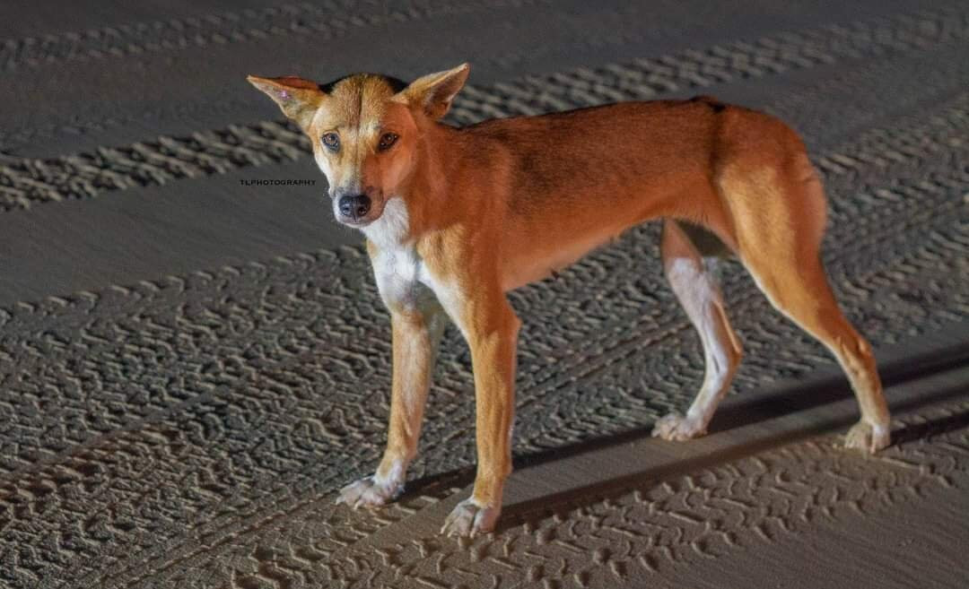 Fraser Island景点图片
