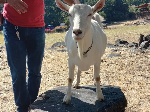 Galo de Allende-Mezcala必去景点