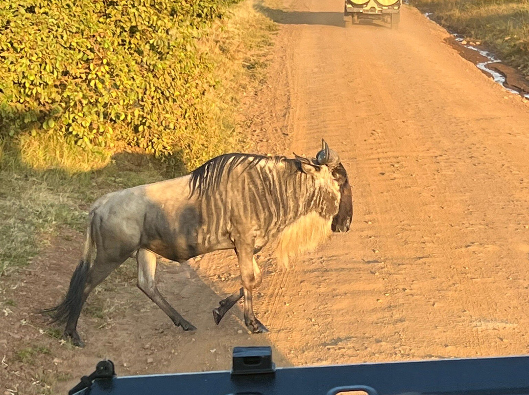 Masai Mara Holidays景点图片