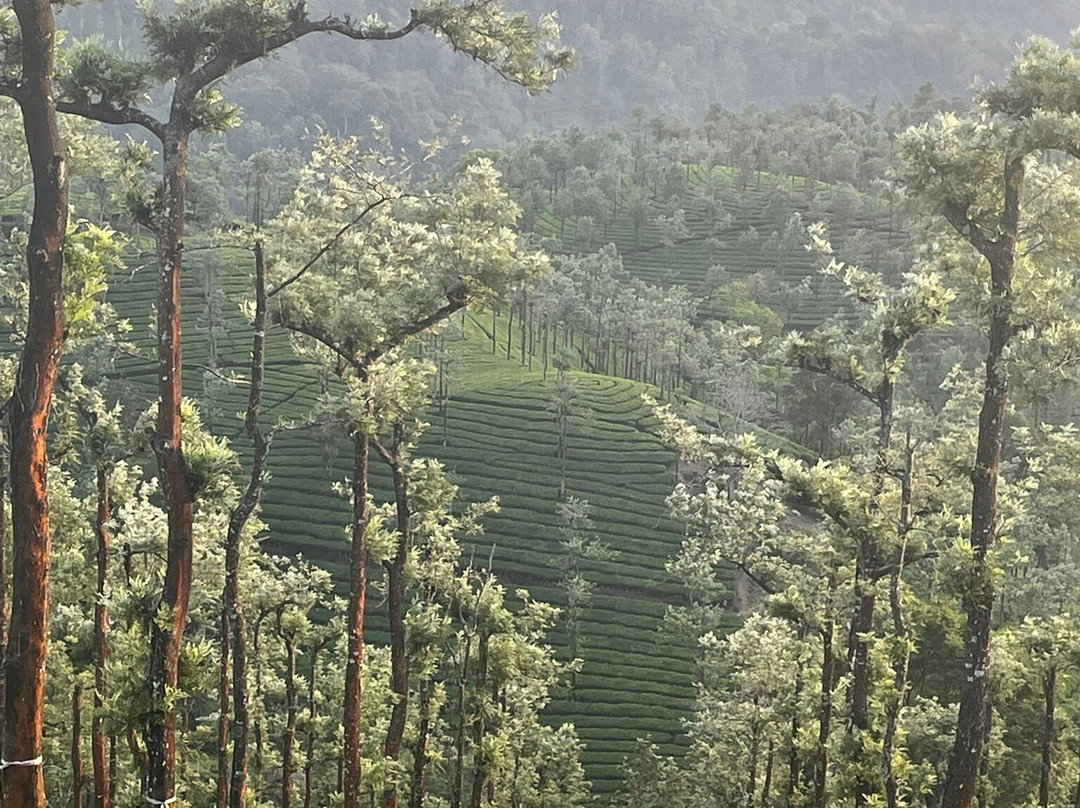 Sinna Dorai's Bungalow Mango Range主图
