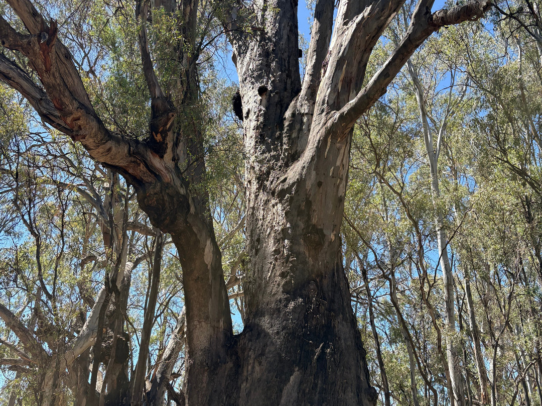 Murray Offroad Adventures-米尔杜拉必去景点