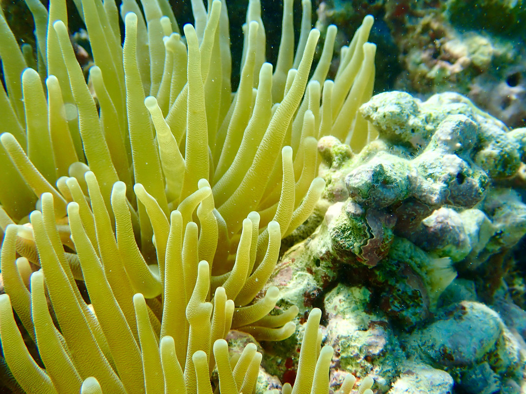 Guadeloupe Evasion Découverte Private Tours景点图片