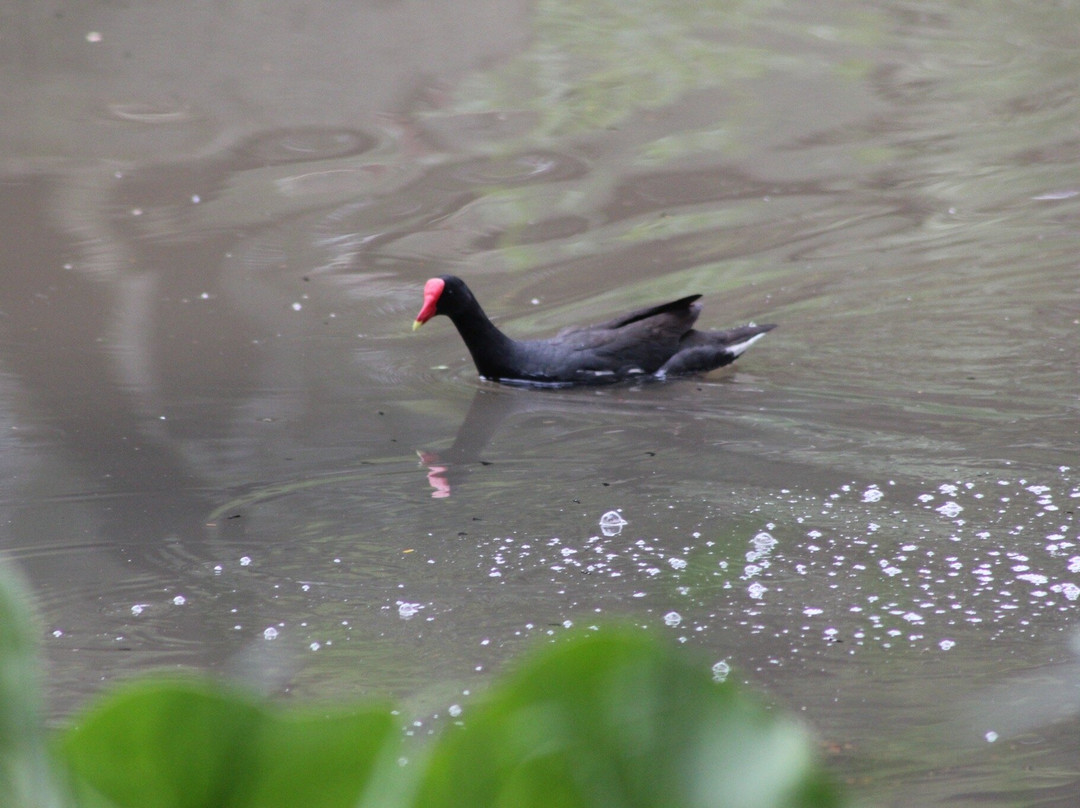 Parque Ecologico Da Pampulha-贝洛哈里桑塔必去景点