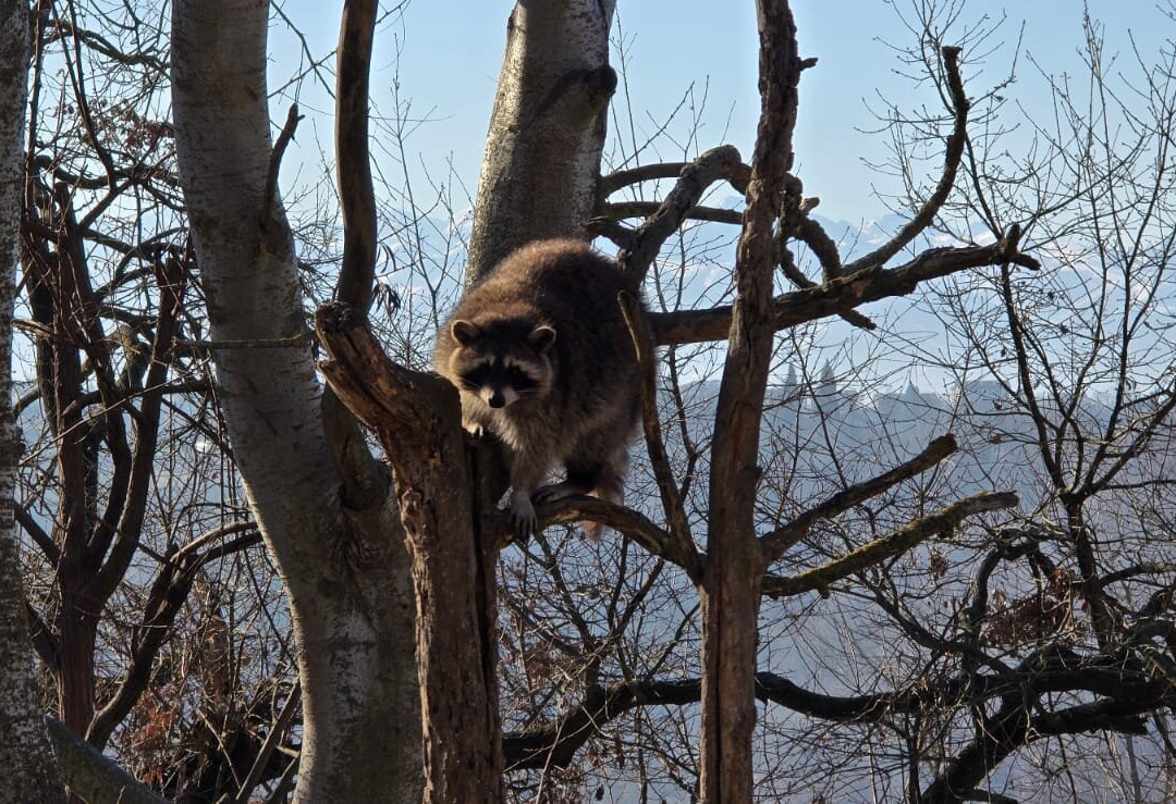 Parco Safari delle Langhe-Murazzano必去景点
